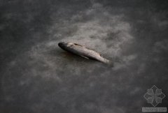 中國水污染問題很嚴(yán)重 帶您簡單看幾個(gè)案例(圖文) 中國水污染問題很嚴(yán)重 帶您簡單看幾個(gè)案例(圖文)